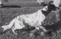 Setter Anglais LEM DEL DIANELLA Setter Anglais LEM DEL DIANELLA